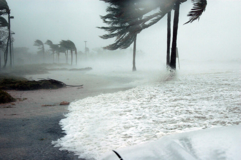 a bunch of trees that are blowing in the wind - Hurricane Insurance Claim